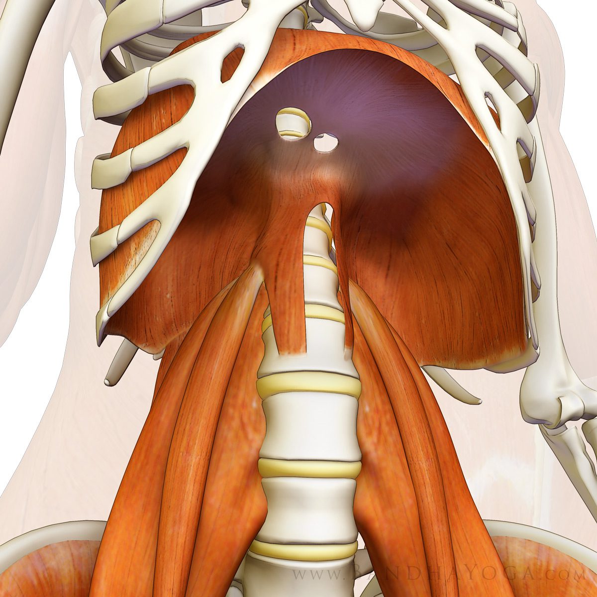 diaphragm muscle attachments